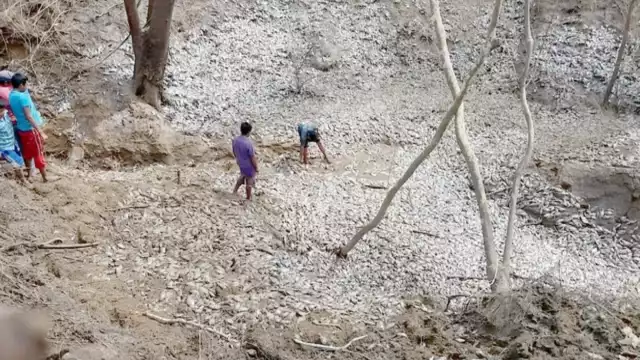 Las fuertes corrientes arrastraron a miles de mojarras.