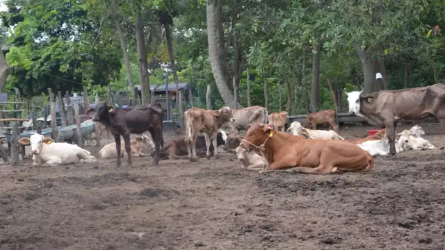 El robo de ganado se ha incrementado en Ciudad del Carmen. Foto: Fernando Kantún.
