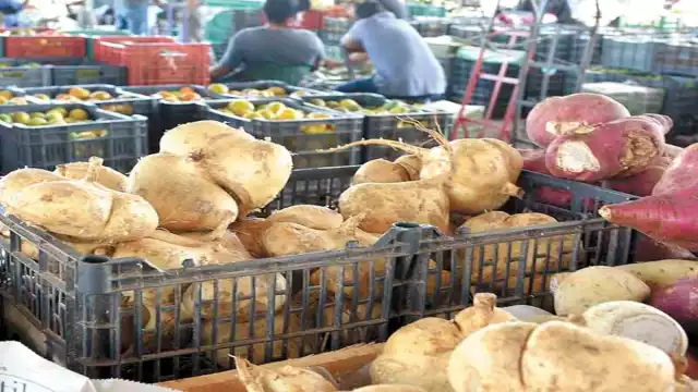 Las más pequeñas, cultivadas en Maxcanú, poseen un sabor, olor
y textura diferente a las que se venden en el centro de México.