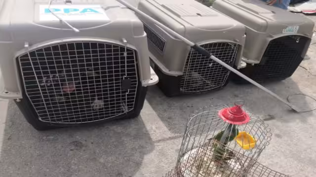 Cinco perros y once aves fueron asegurados en el operativo. Foto: Por Esto!