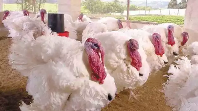 En 2020 las ventas no fueron las esperadas debido a la contingencia sanitaria por COVID-19