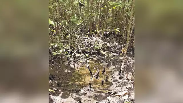 Campesinos denuncian el mal manejo de desechos por parte de una granja porcícola. Foto: Benito Cetina.