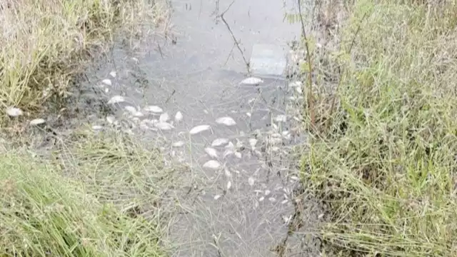 Solicitan una investigación a fondo sobre la muerte de las especies. Foto: José Valencia.
