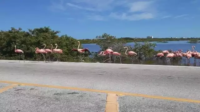 Piden a los automovilistas tener precaución para evitar atropellar a las aves. Foto: Fernando Puerto Villanueva en Facebook.