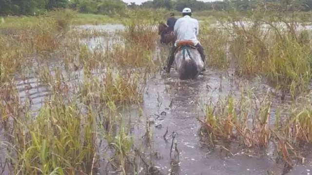 Debido a la inundación del campo, productores decidieron movilizar al ganado. Foto: Julio Gutiérrez.