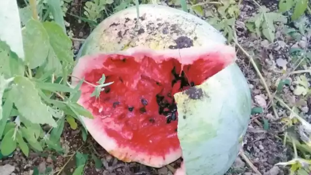 Campesinos reportan pérdidas del 30% en sus cosechas. Foto: José Euán.