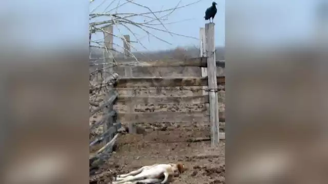 Foto: David Vázquez