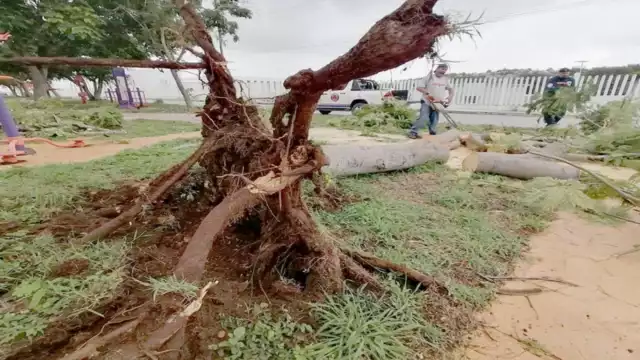 Se observó la caída de árboles, postes de la CFE e incluso se registraron cortos circuitos. Foto: José Salazar.