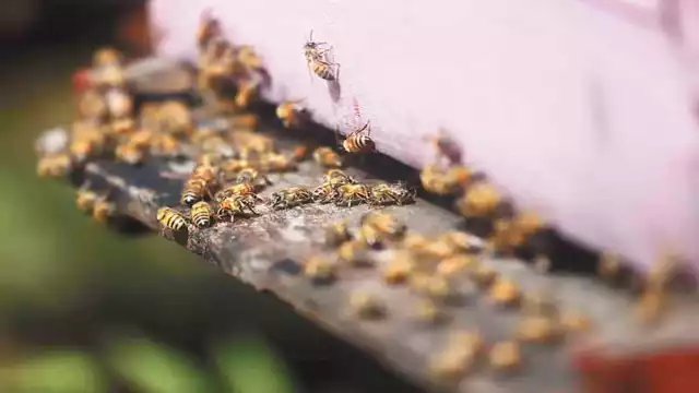 Las abejas pueden ayudar en la detección del virus