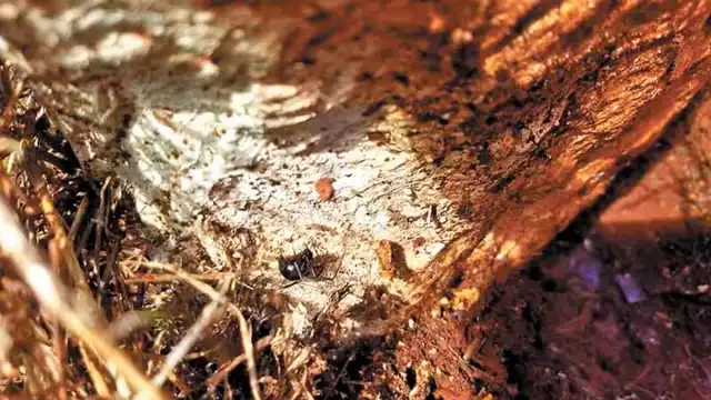 Los ejemplares se canalizarán a la Jurisdicción Sanitaria para su estudio.