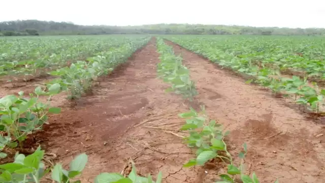 Las mujeres que forman parte de la UAIM, demostraron que los terrenos están siendo aprovechados