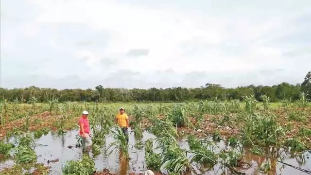 Es la tercera vez que los agricultores registran afectaciones en sus cultivos. Fotos: Por Esto!