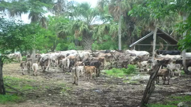 Señalan que les prometieron apoyos para alimentar al ganado, pero no fueron entregados. Foto: Lusio Kauil.