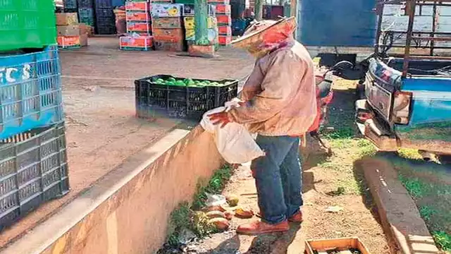 El nido fue hallado en una caja de limón, tras su rescate fue donado a una señora.