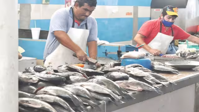 Acuicultores reportan que este año produjeron cuatro toneladas, cuando en 2019 obtuvieron hasta 12. Foto: Juan García.