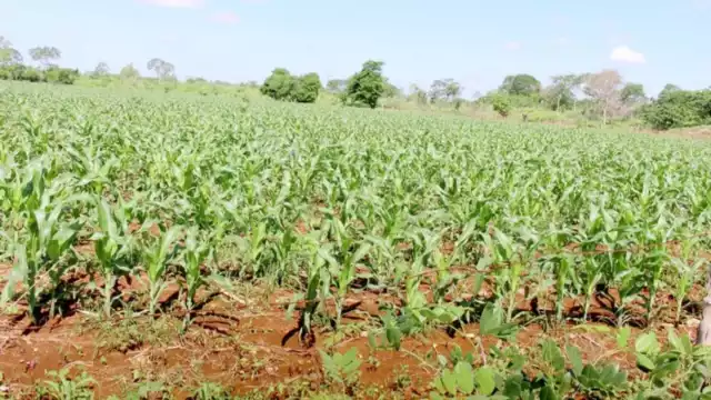 Foto: Néstor Cuevas