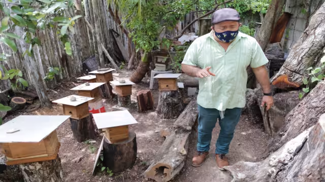 Una iniciativa para la protección y conservación de la
abeja melipona está entre las afectadas. Foto: Erick Marfil.