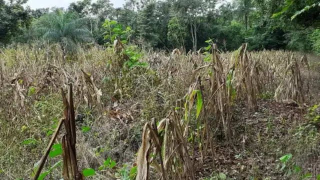 Las lluvias que se dieron en el mes de junio pasado provocaron inundaciones y pérdidas en el cultivo de maíz.
