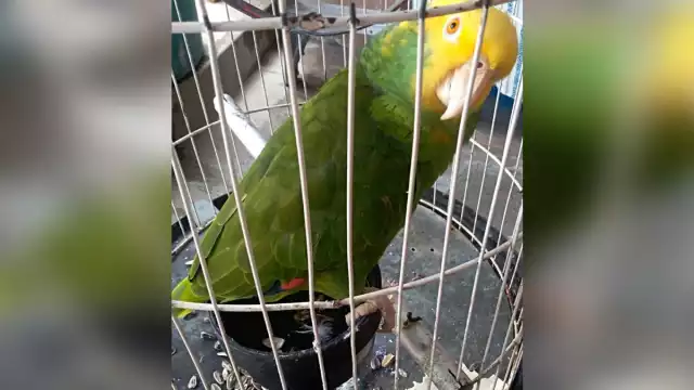 Sólo quedan 300 loros de cabeza amarilla en México. Foto: Irene Barradas.