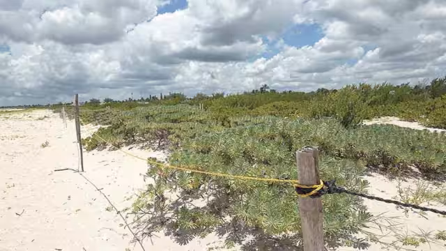 Foto: Enrique Osorno