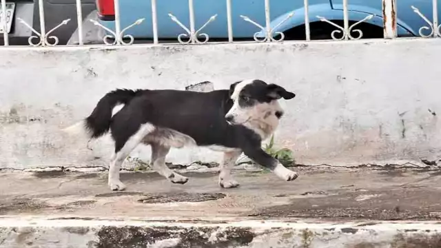 Tekax es el municipio con la mayor cantidad de denuncias por
zoofilia.