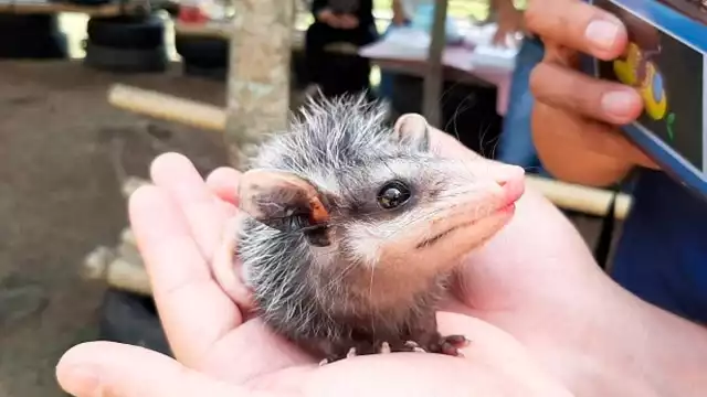 Con este evento se busca que la gente conozca a los marsupiales y dejen de estigmatizarlos