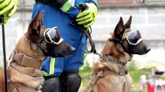 Los binomios caninos van de México hacia Turquía a salvar vidas