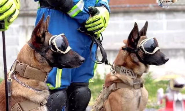 Los binomios caninos van de México hacia Turquía a salvar vidas