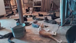 La especialista comentó que la sobrepoblación felina se ha vuelto un grave problema para la salud en Yucatán