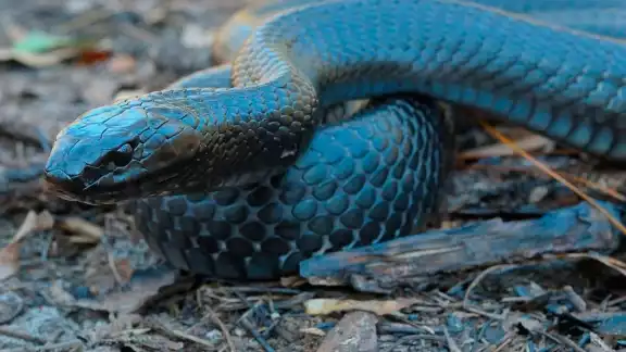 El Día Mundial de la Serpiente, se celebra el 16 de julio de cada año. El Día Mundial de la Serpiente, se celebra el 16 de julio de cada año.