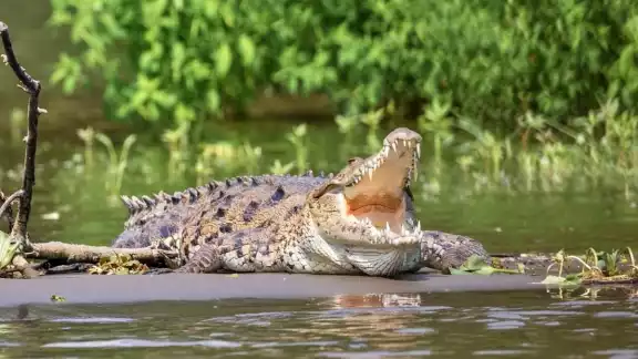 El ejemplar de cocodrilo rescatado en Bacalar, fue llevado a Chetumal para su valoración veterinaria El ejemplar de cocodrilo rescatado en Bacalar, fue llevado a Chetumal para su valoración veterinaria