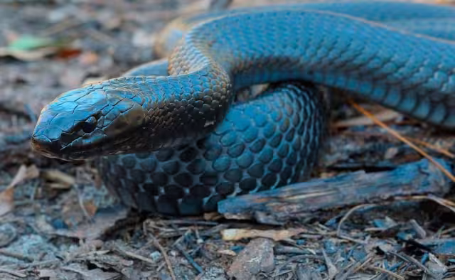 La serpiente índigo es una de las especies que se puden encontrar en Campeche