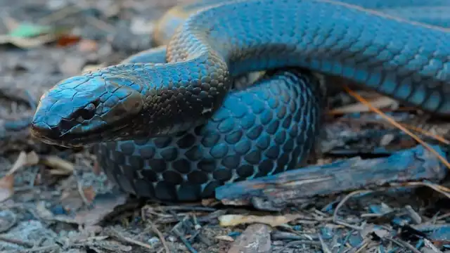 La serpiente índigo es una de las especies que se puden encontrar en Campeche