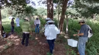 Muerte masiva de abejas en Campeche apunta a cambio ilegal de uso de suelo; ya hay personas identificadas