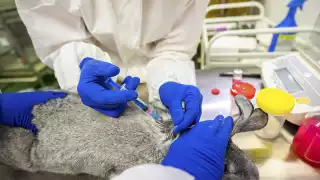 Científicos aplican la inyección a un conejo