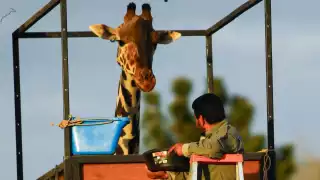 ¿Cuánto cuesta ir a visitar a la Jirafa Benito en Africam Safari?