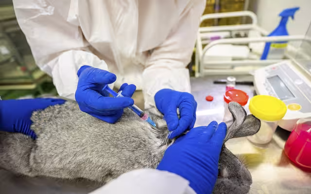 Científicos aplican la inyección a un conejo