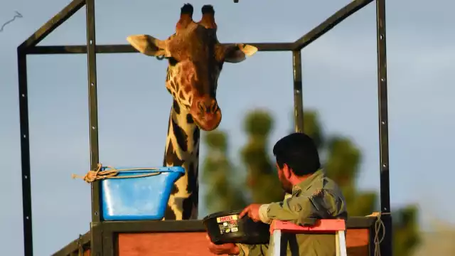 ¿Cuánto cuesta ir a visitar a la Jirafa Benito en Africam Safari?