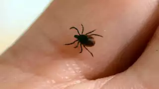 Se ha identificado el Bunyavirus del Síndrome de Fiebre Grave con Trombocitopenia (Especial)