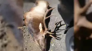 El alce fue sacrificado y su carne donada a la cárcel de Tillamook (Especial)