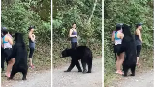 Tres mujeres se encontraron con un oso mientras hacían ejercicio en Nuevo León (Especial)