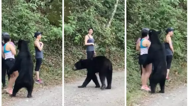 Tres mujeres se encontraron con un oso mientras hacían ejercicio en Nuevo León (Especial)