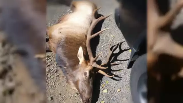 El alce fue sacrificado y su carne donada a la cárcel de Tillamook (Especial)