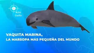 Vaquita Marina en peligro de extinción (Profepa)