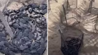 Profepa descarta negligencia por muerte de 45 crías de tortuga en Playa Media Luna