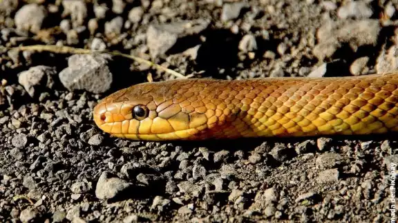En Yucatán hay 57 especies diferentes de serpientes En Yucatán hay 57 especies diferentes de serpientes