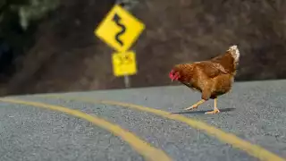 Muchos transeúntes intentaron espantar a la gallina