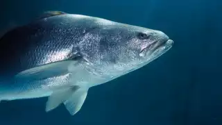 La totoaba es el pez más caro del mundo y vive solo en México