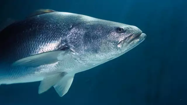 La totoaba es el pez más caro del mundo y vive solo en México