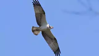 La crisis climática, indirectamente, es otro enemigo que amenaza su supervivencia